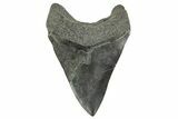Fossil Megalodon Tooth - South Carolina #365803-1